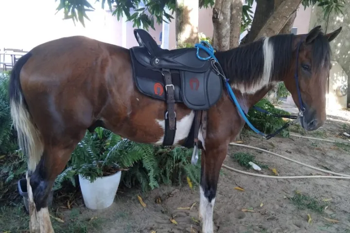 Vendo Cavalo