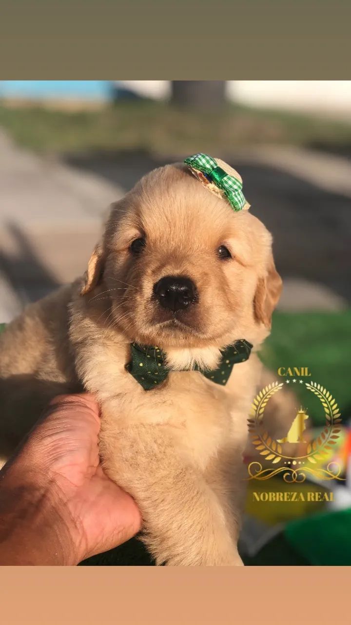 Golden Retriever do @CanilNobrezaReal - Foto 2
