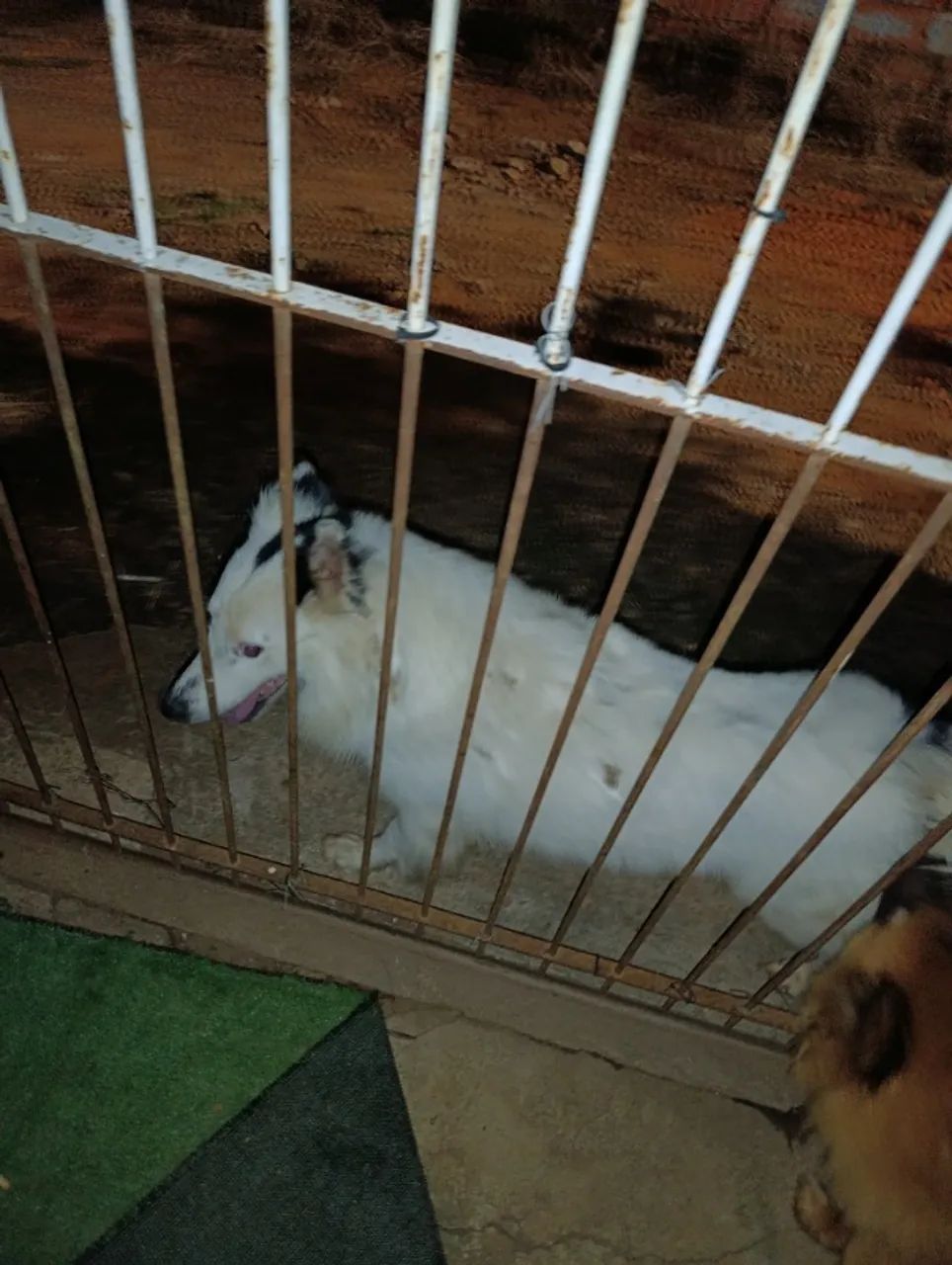 Cachorro PERDIDO na rua major Nabuo oba Uvaranas  - Foto 2