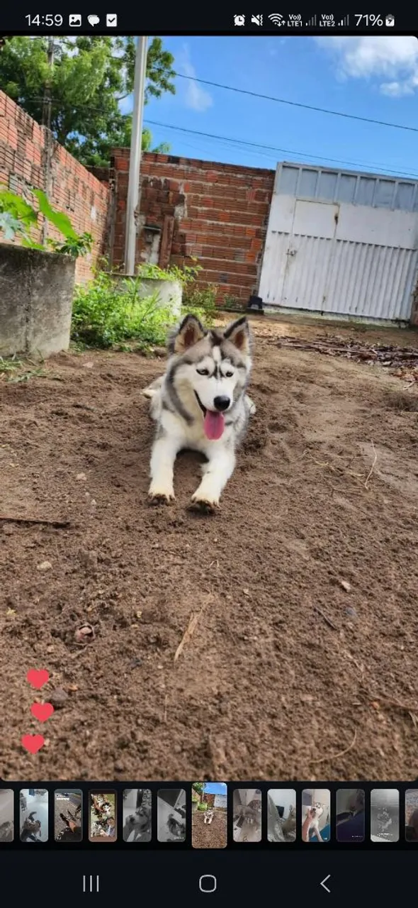 Husky Siberiano para cruza( a procura de uma namorada)