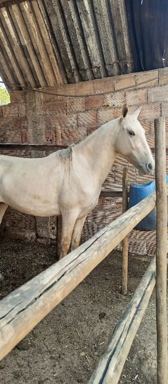 Égua Mangalarga  - Foto 4