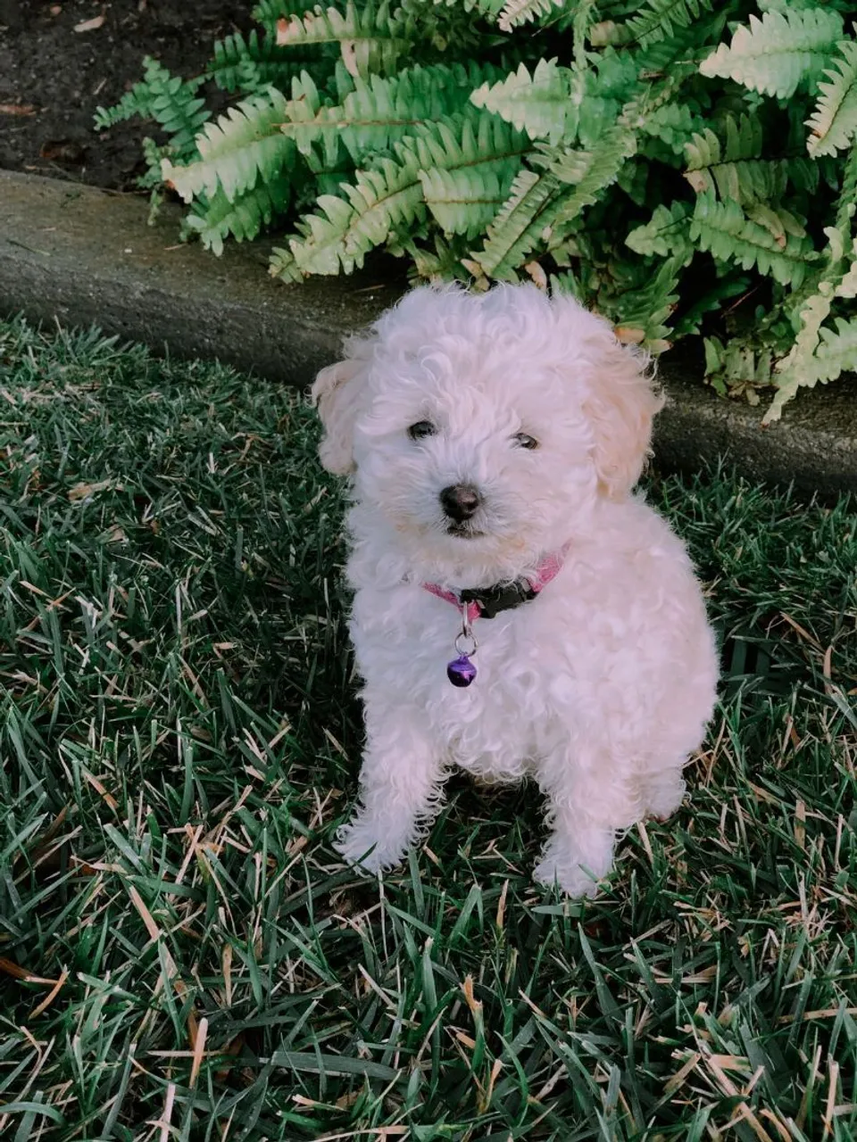 Poodle adorável e brincalhão
