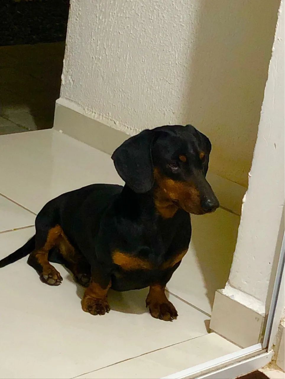 Dachshund zap *76 Cachorros Funcionários, João Pessoa
