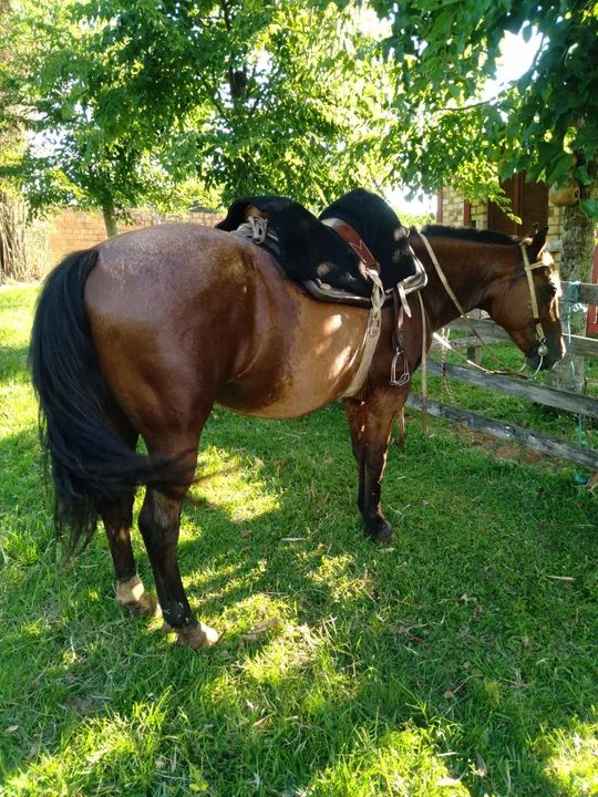 BARBADA, LINDO CAVALO, CONFIRMADO, DE LAÇO, ENCILHADO