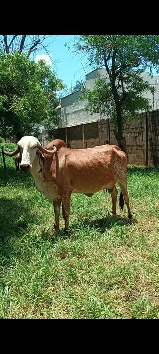 Gado  - Foto 2