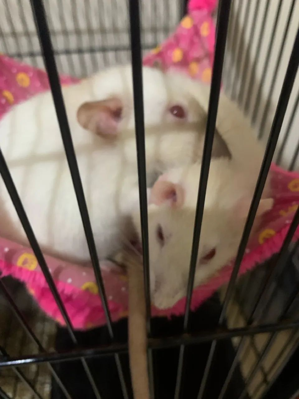 Rato Twister fêmeas 