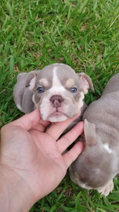 Bulldog inglês - Foto 6