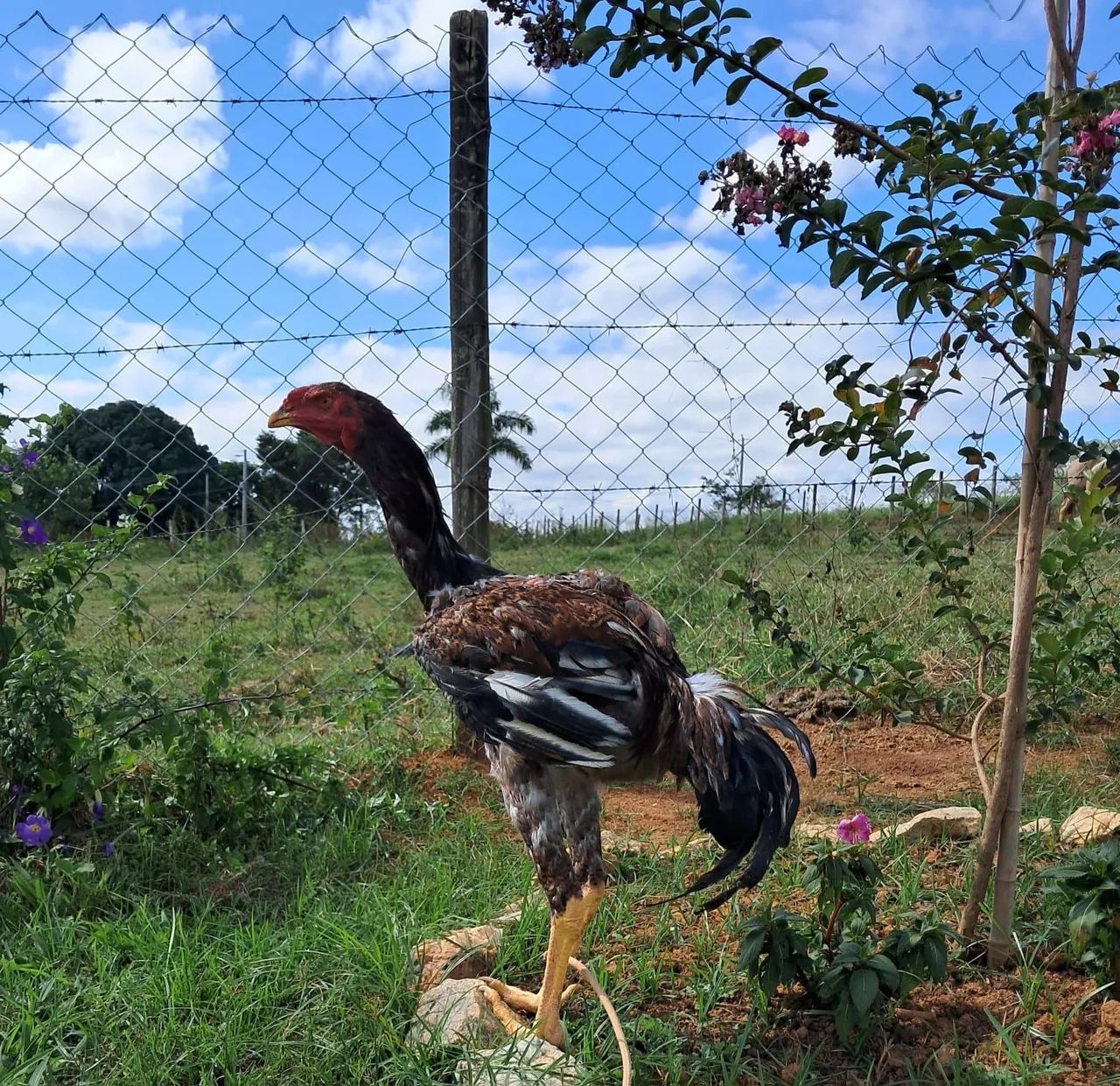 Galo de raça ornamental. - Foto 3