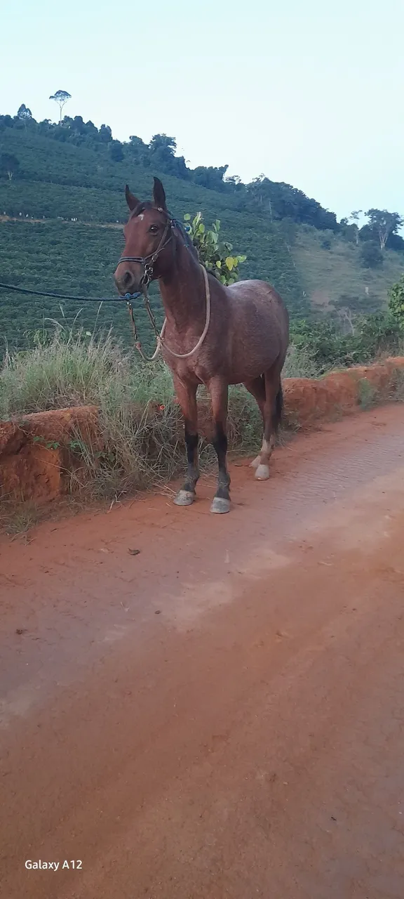 Cavalo para venda