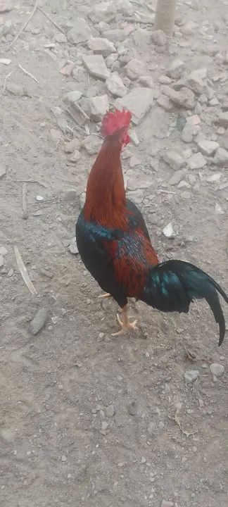 Estou vendo galinha rodilan 2 frango carioca 1galo carioca - Foto 2