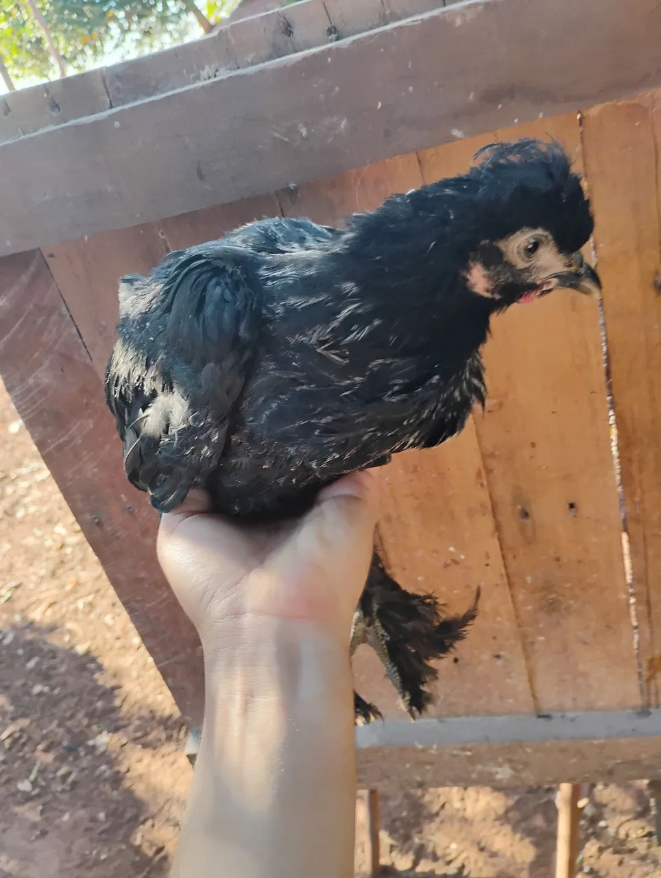 Franguinho Brahma ótimo padrão da raça