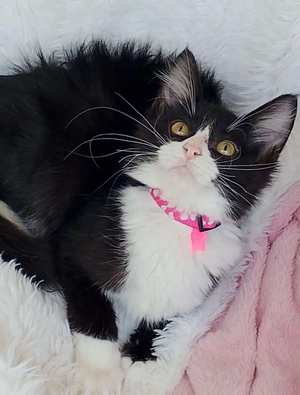 Gato femea pretinha com detalhes branco com 4 meses 