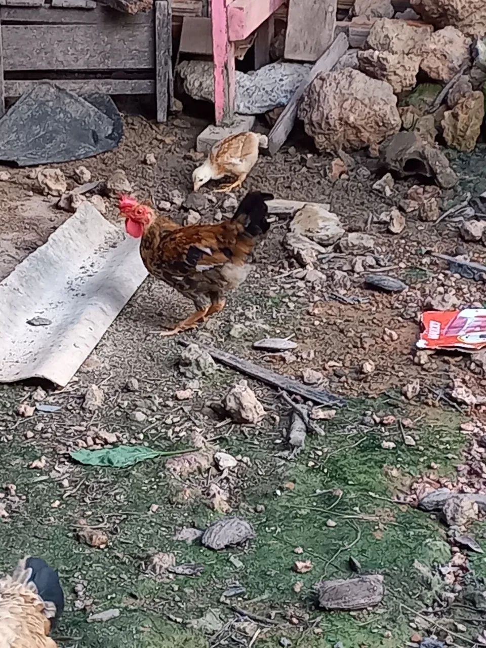 Vendo um casal de galinhas de raças pequenas  - Foto 2