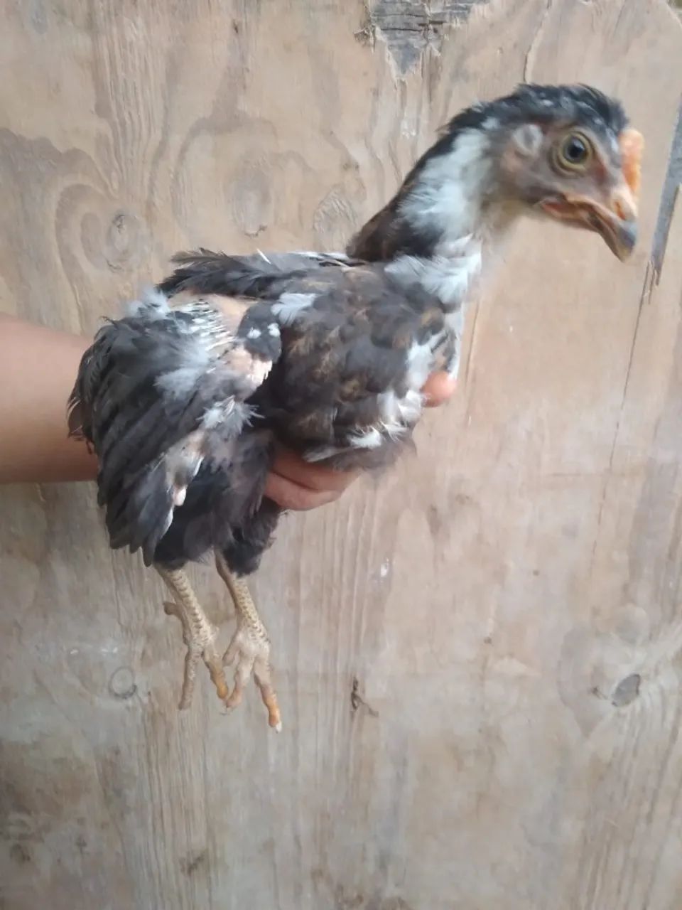 pintinhos de galinhas GSB  - Foto 2