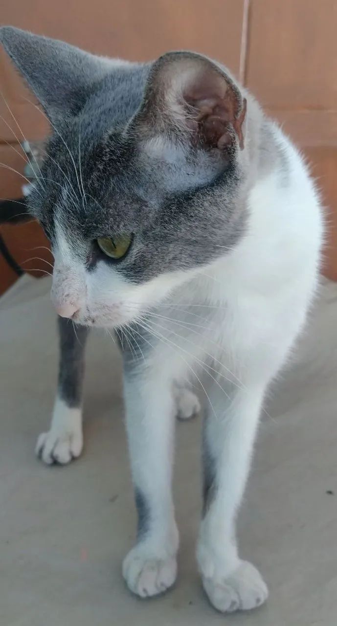 Frajola no ton cinza - Foto 3