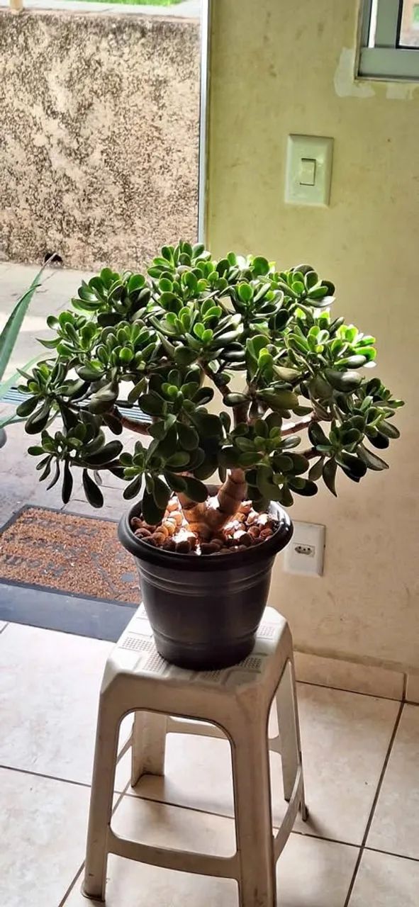 Planta conduzida no estilo Bonsai  Jade (Crassula Ovata)  - Foto 5