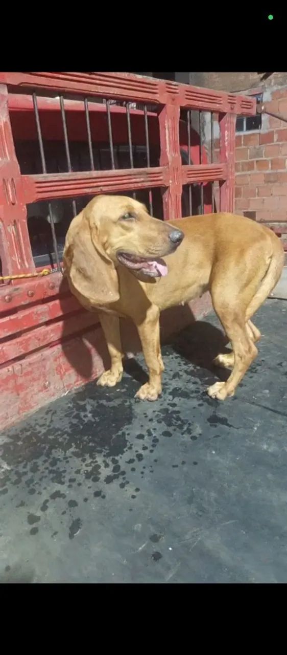 Cadela americana  - Foto 2