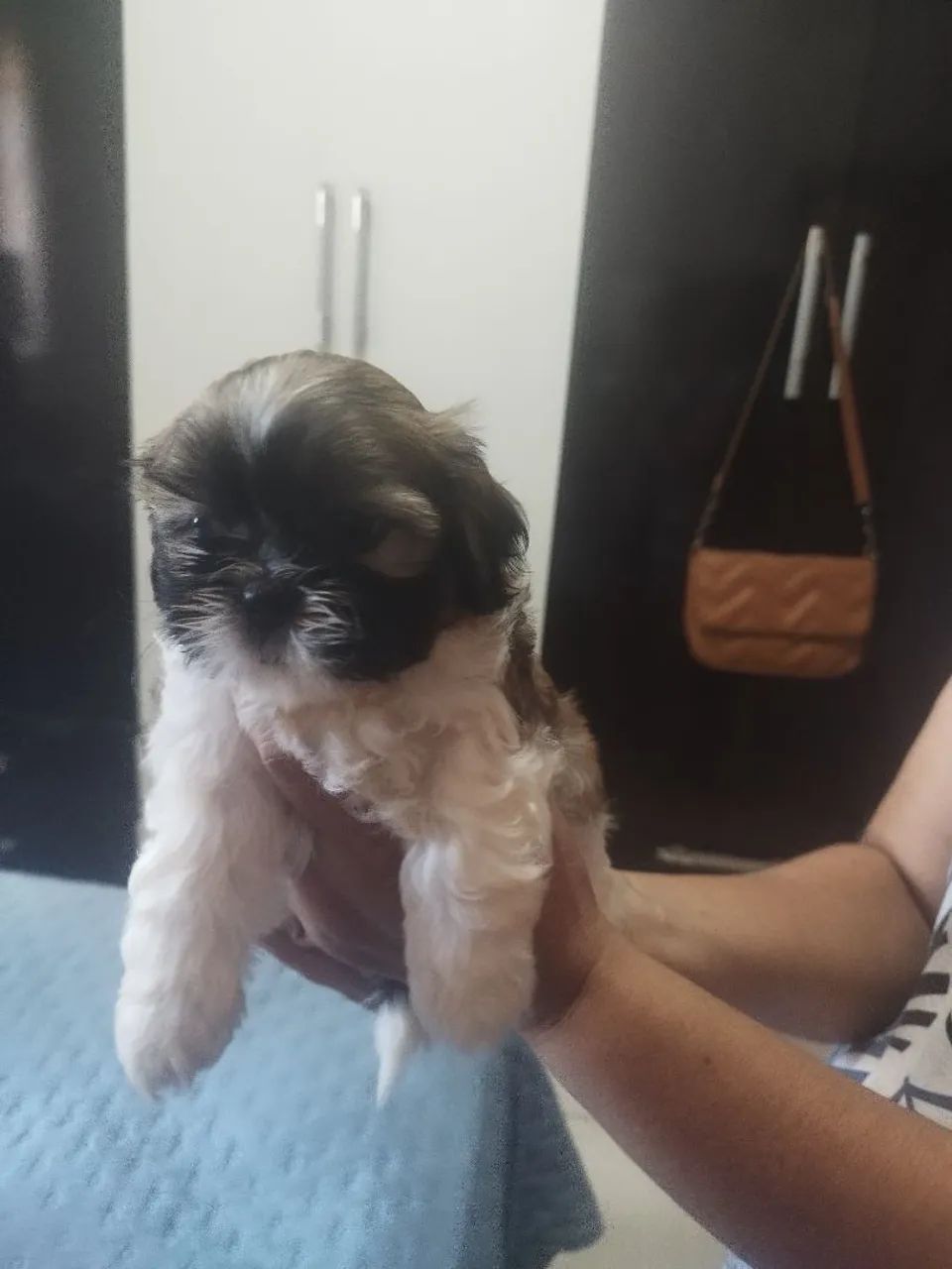 Shitzu machos  - Foto 5