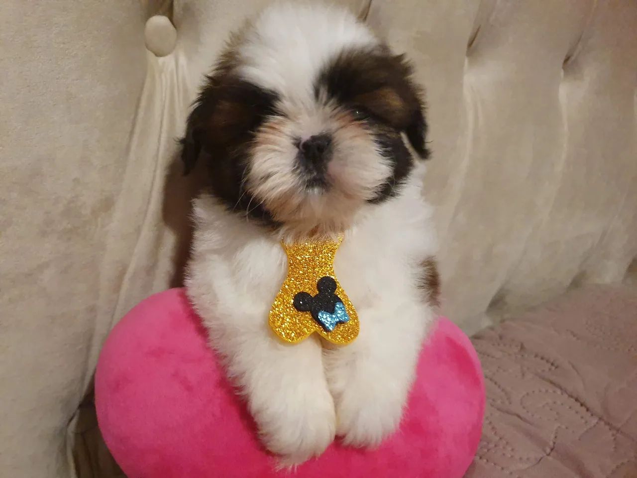 Lindo filhote de shih tzu macho  - Foto 6
