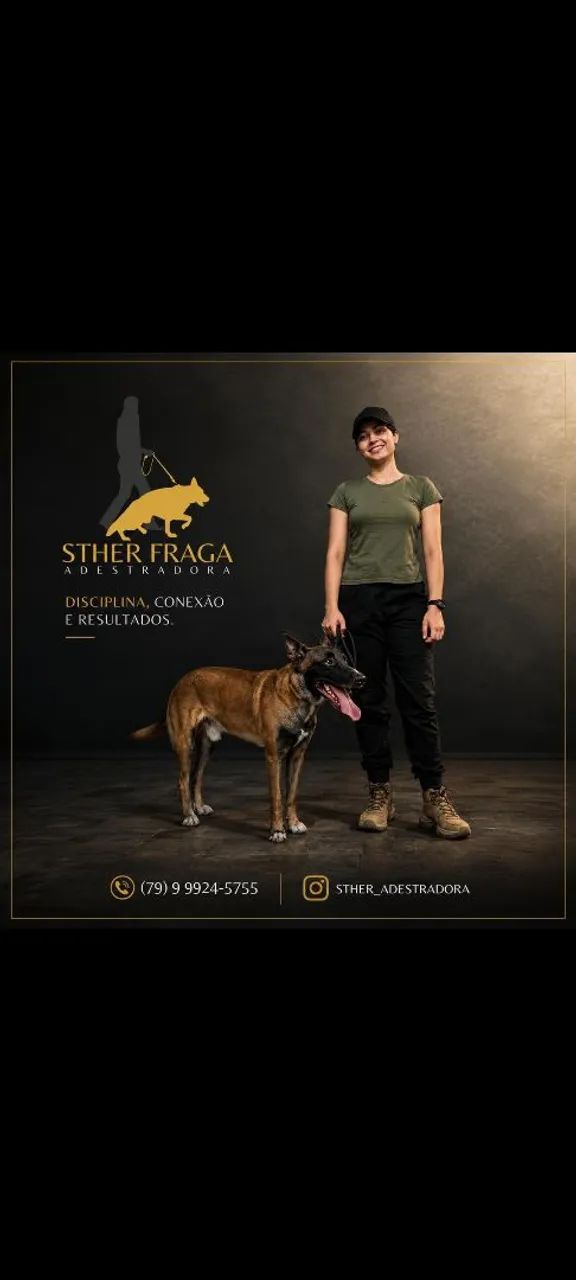 Adestramento de cães 
