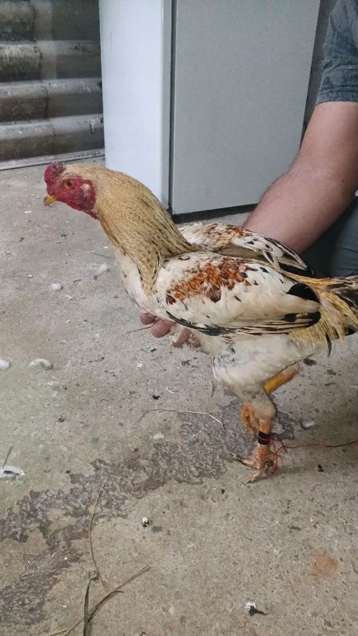 Galo Índio Pedrês