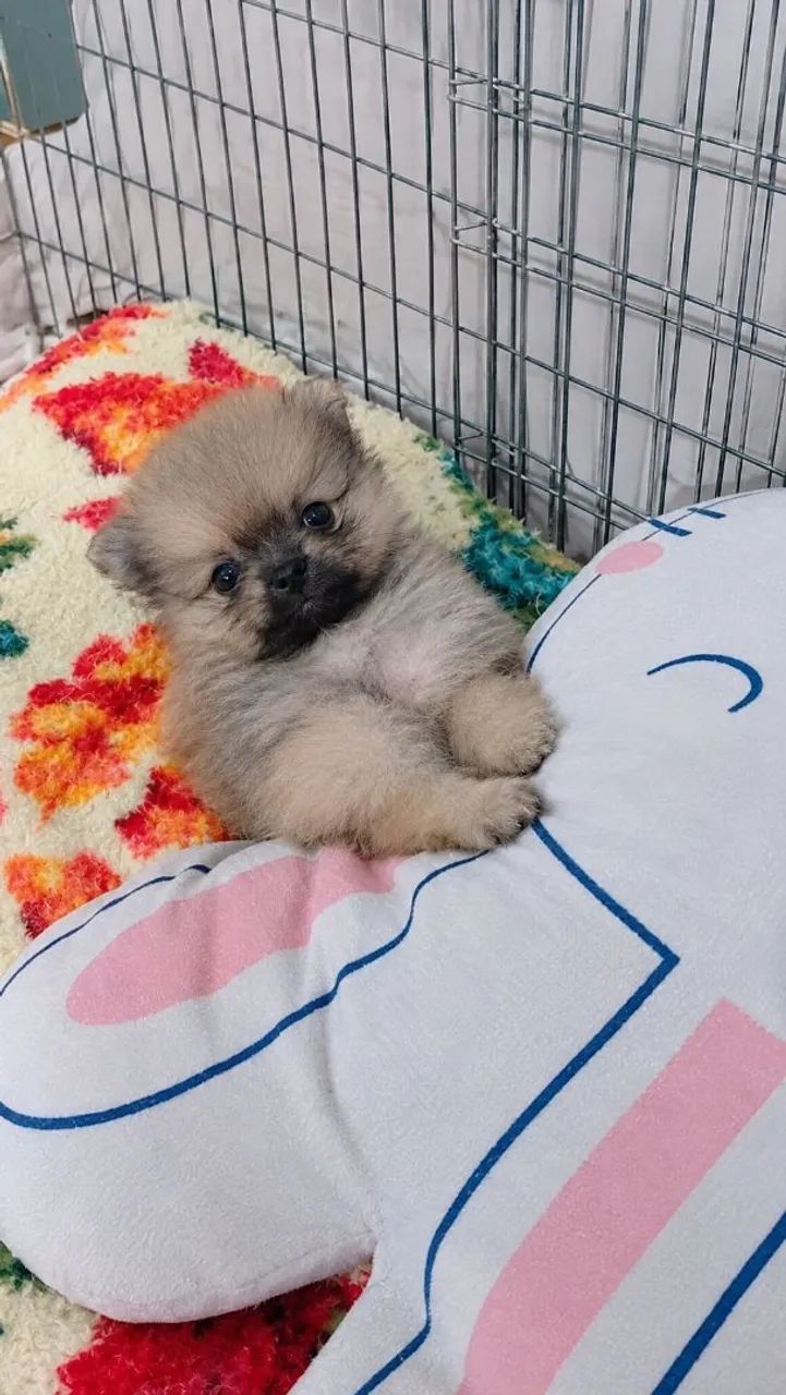 Machinho de Spitz/Lulu - Foto 3