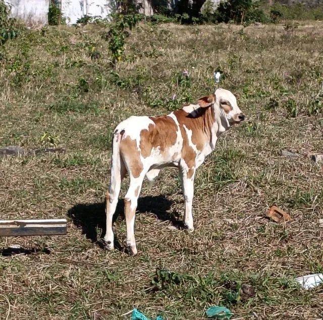 VACA PARIDA DE 45 DIAS - Foto 3