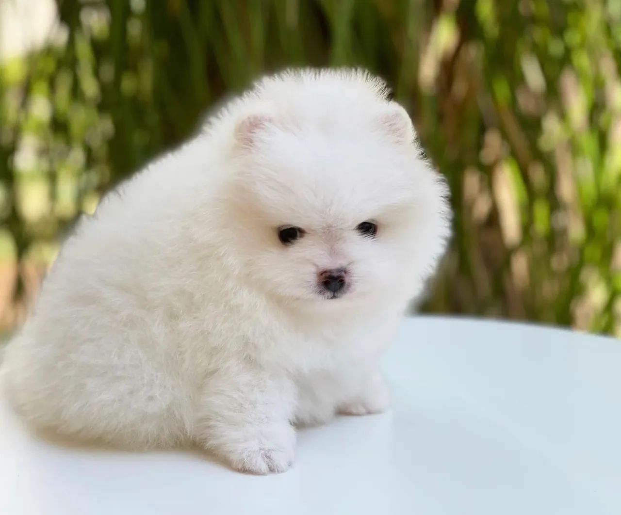 Lulu da pomerania branco neve ? parcelamos até 18  - Foto 5