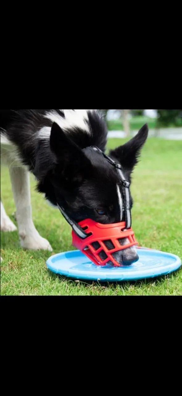 Focinheira  - Foto 6