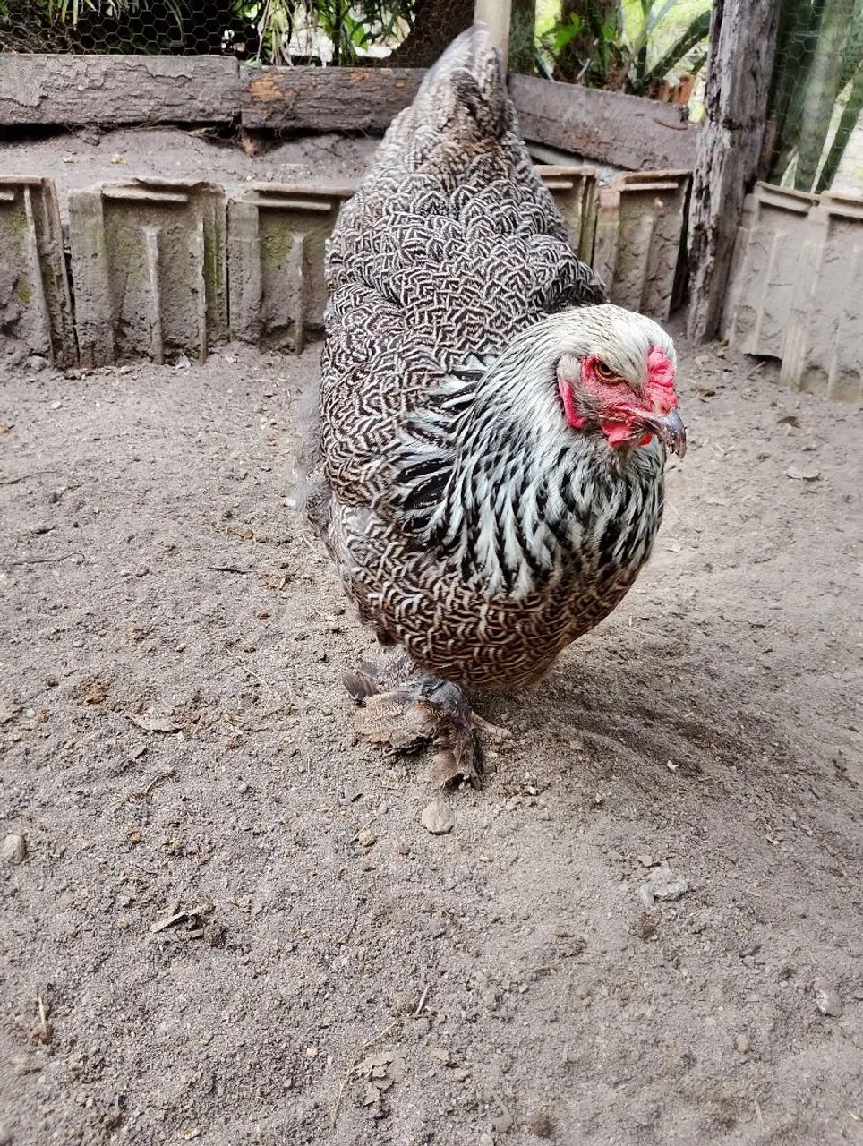 Galinha Brahma Dark  - Foto 2