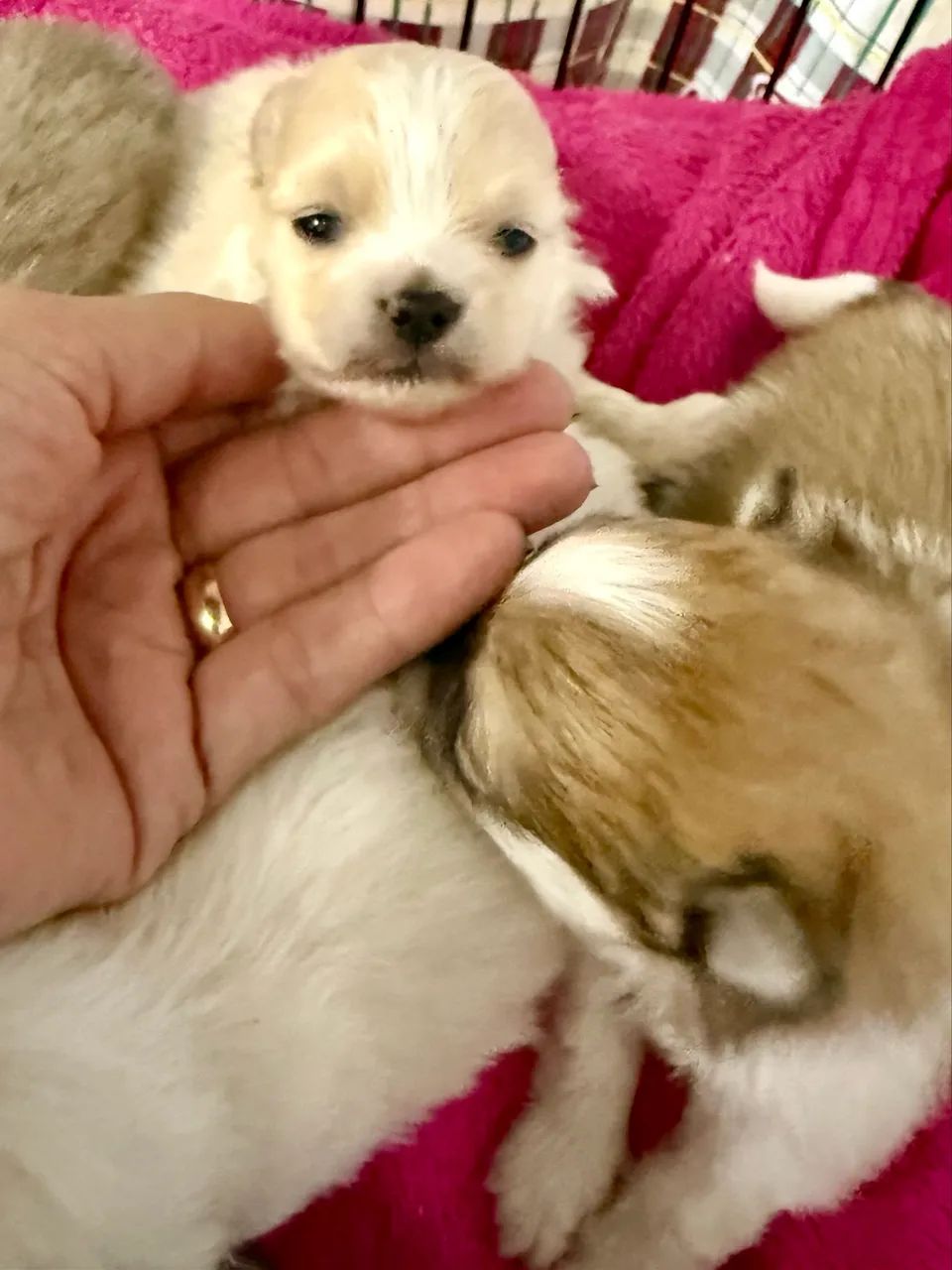 Spitz Alemão  - Foto 2