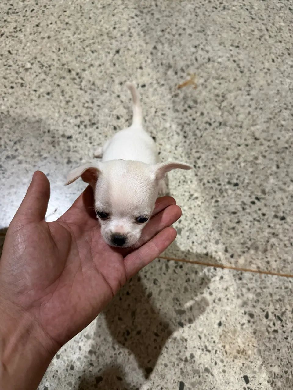 Chihuahua Macho  - Foto 2