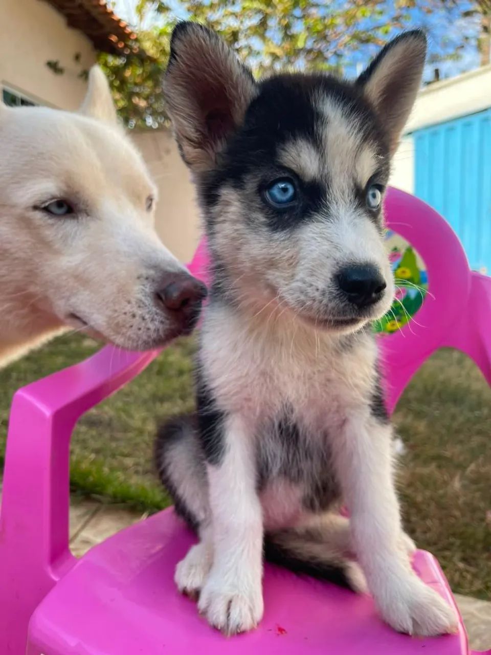 Filhote  Husky Siberiano  - Foto 3