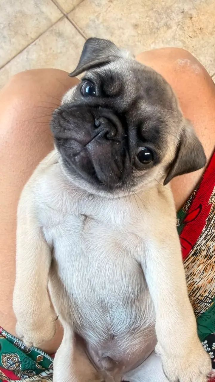 FILHOTES DE PUG  - Foto 3