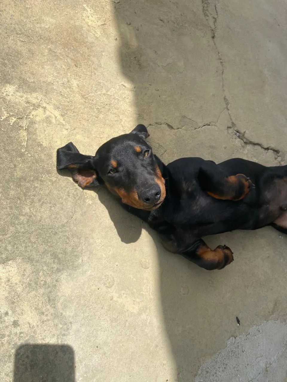 Vende-se salsicha macho - Foto 5