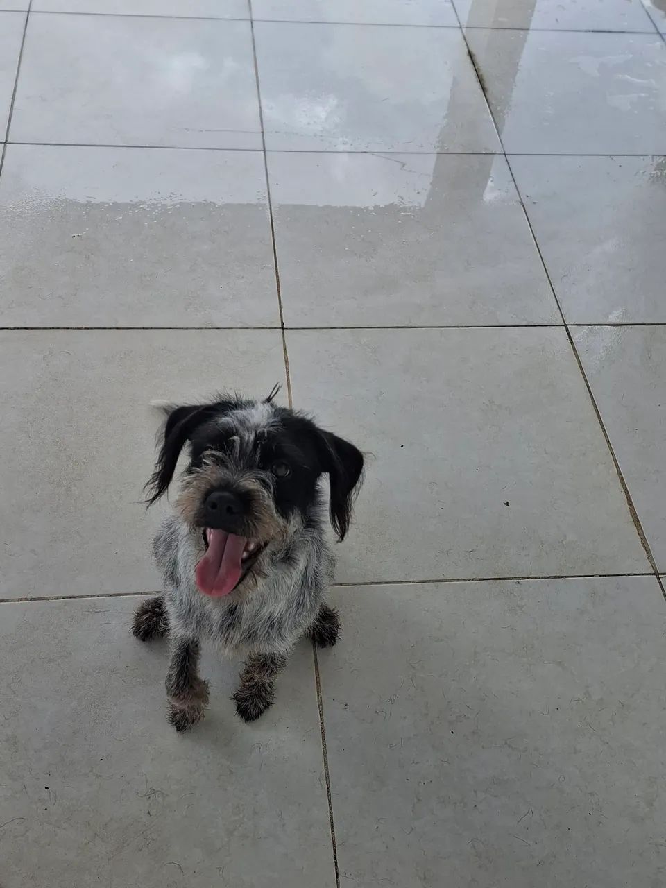 Vendo 2 cachorros em conjunto  - Foto 3