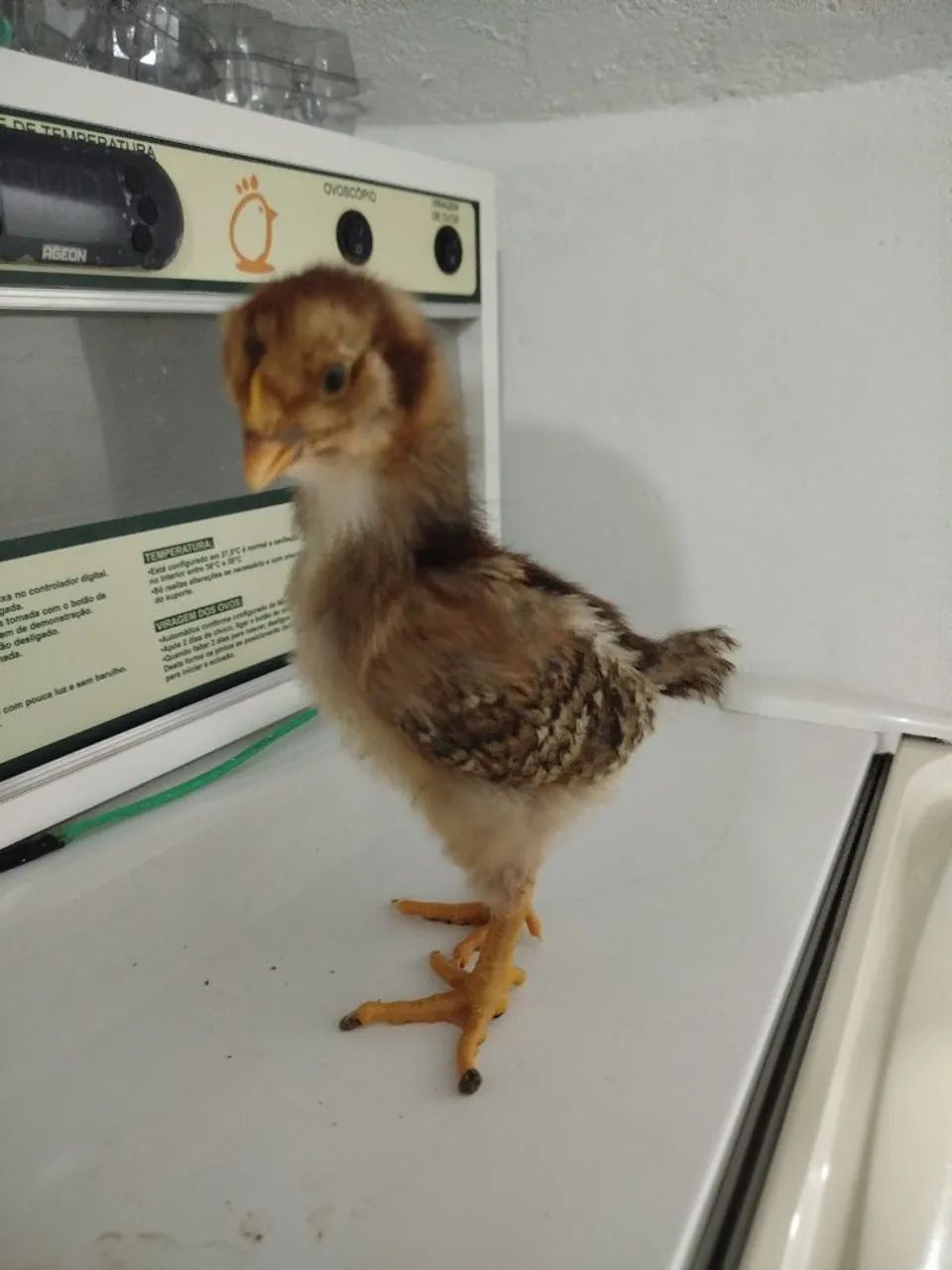 Galinhas gsb sertaneja - Foto 6