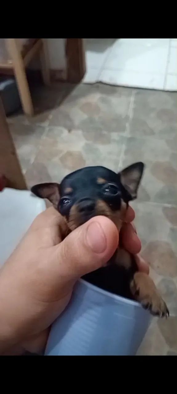 Pincher zero Mini 