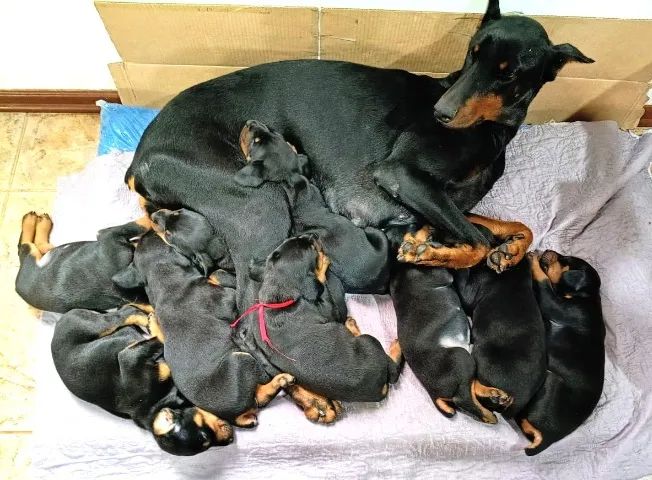 Filhote de Doberman - Foto 4