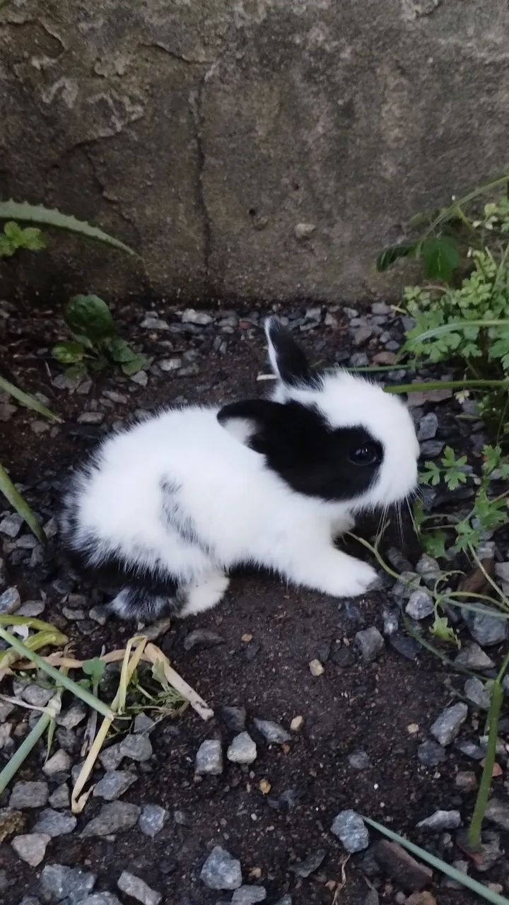 Filhote de mini Lion 