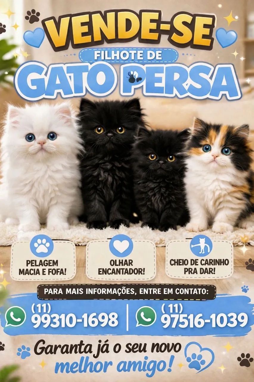 FILHOTE DE GATO PERSA 
