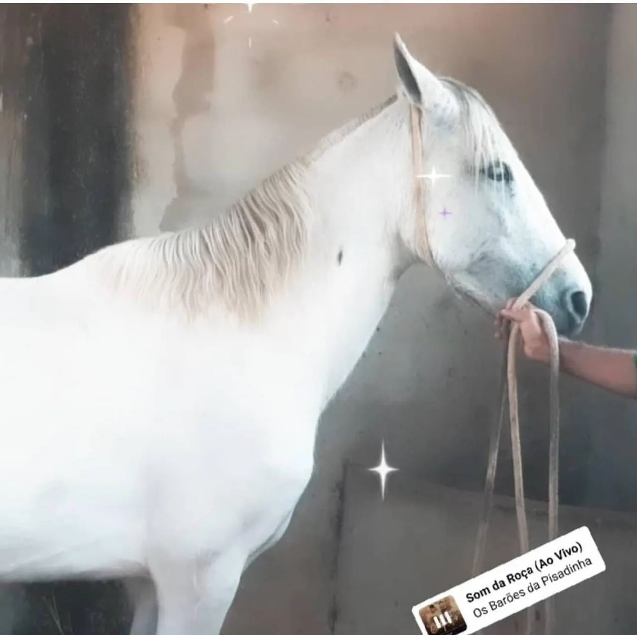 Vendo cavalo inteiro 