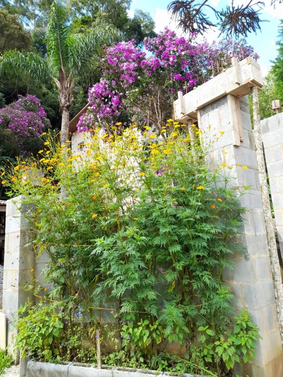 Casa em Angelina  - Foto 5