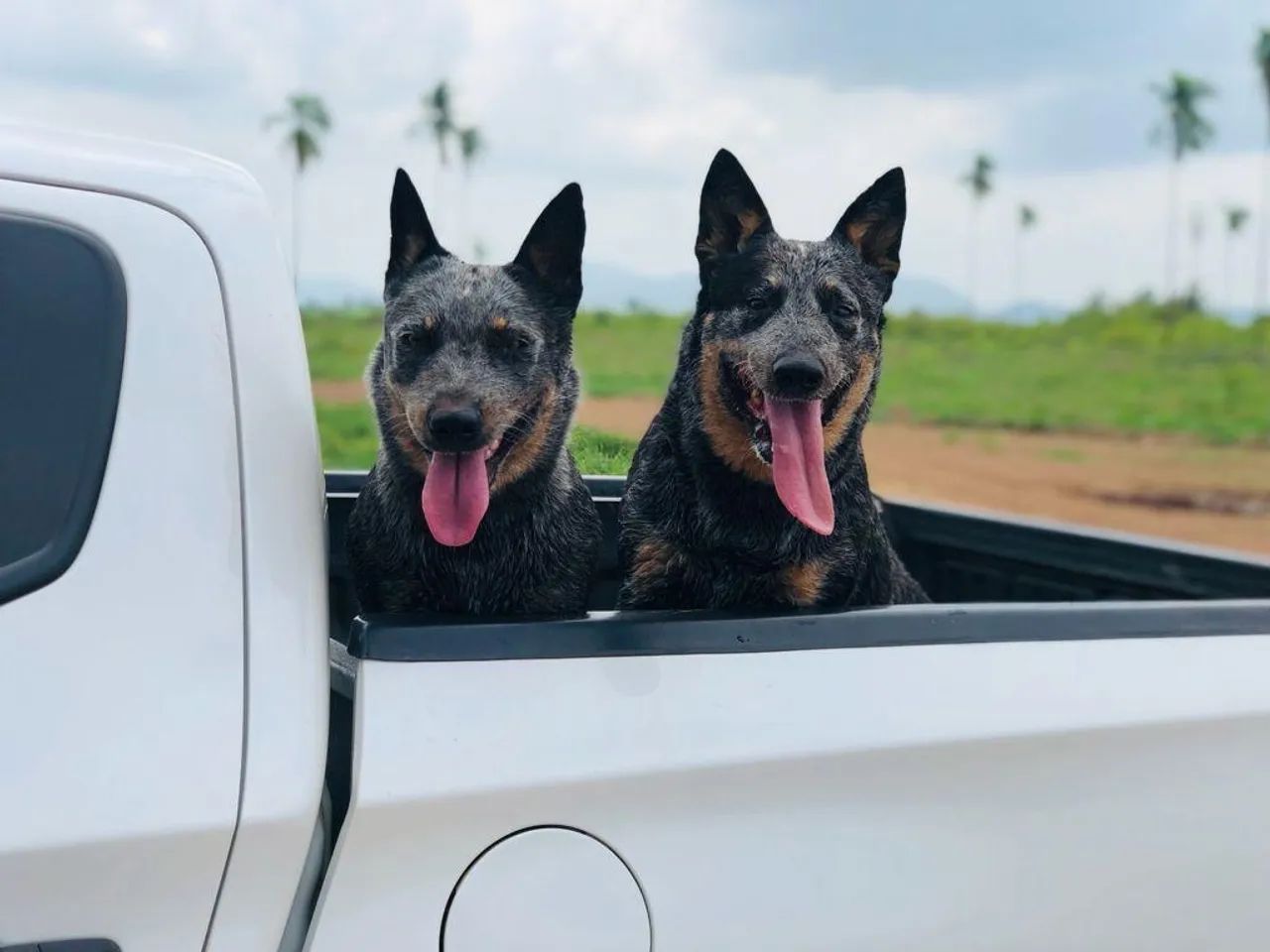 Cachorro - Foto 4
