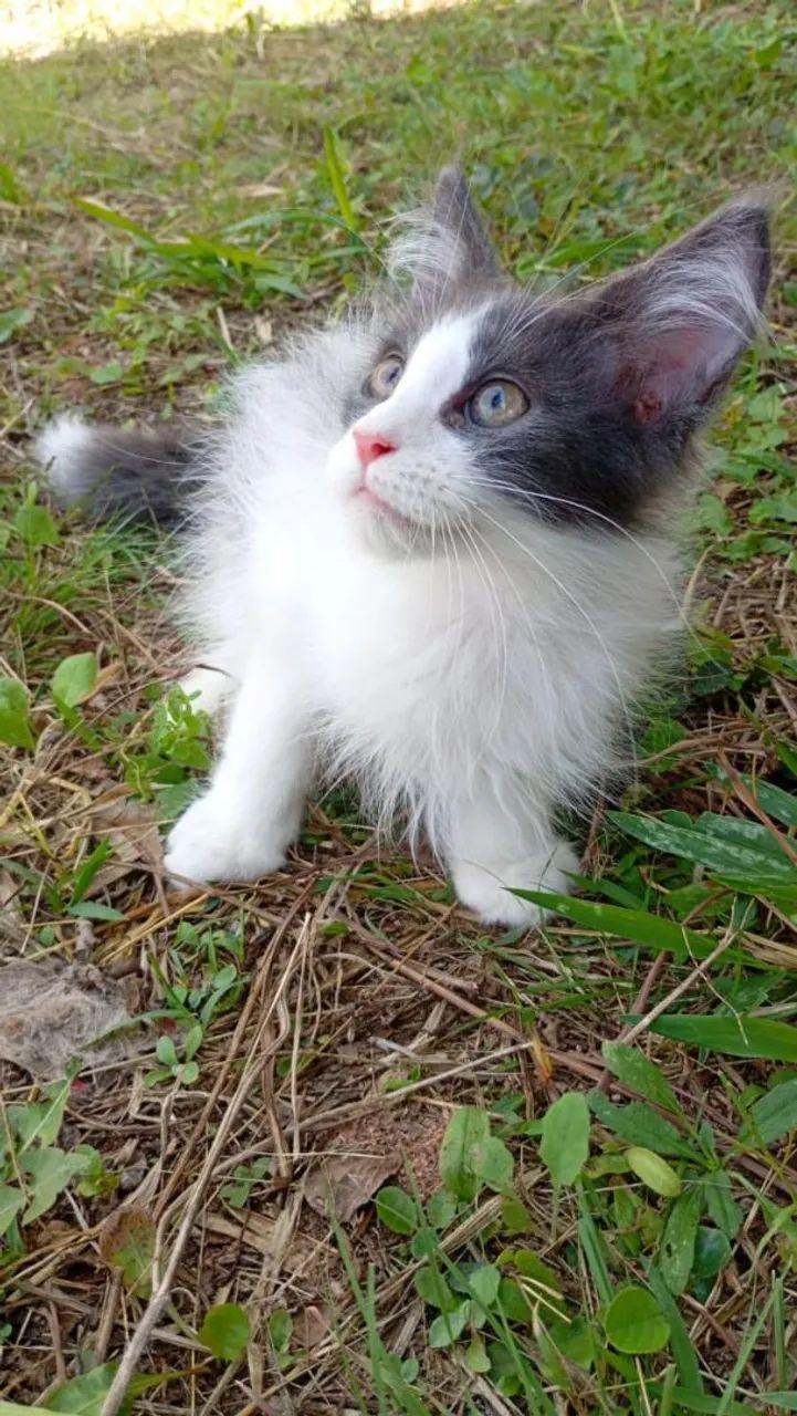 Gato Maine coon  - Foto 2