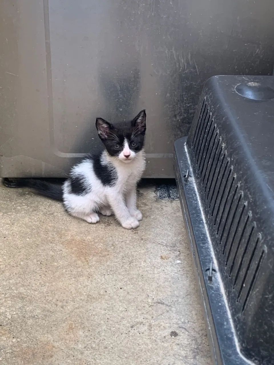 Doa - se gatos - Foto 5