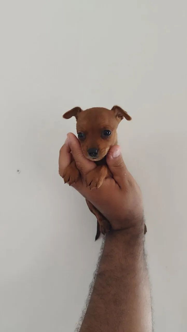 Pincher zero  - Foto 2