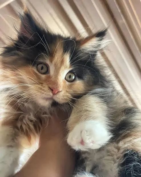 Maine coon  - Foto 2