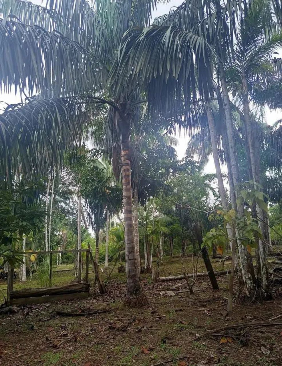 Sitio - Tefé amazonas - Foto 4