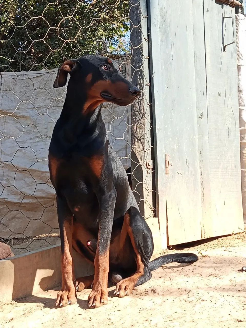 Vigia preto macho - Foto 3
